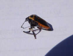 Image of Two-spotted Stink Bug