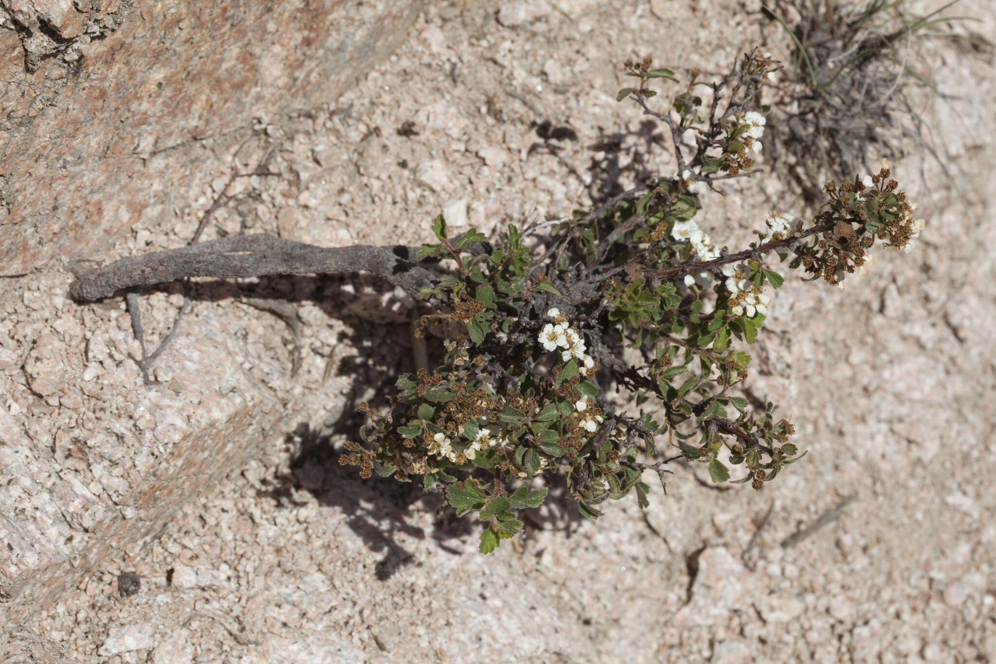 Image of Spiraea chamaedryfolia var. pilosa (Nakai) Hara
