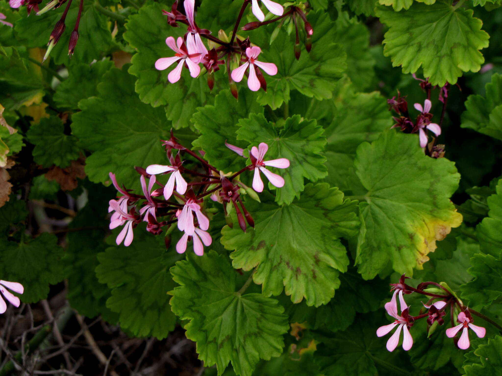 Image of horseshoe geranium