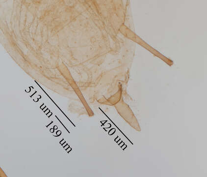 Image of Macrosiphoniella (Macrosiphoniella) ludovicianae (Oestlund 1886)