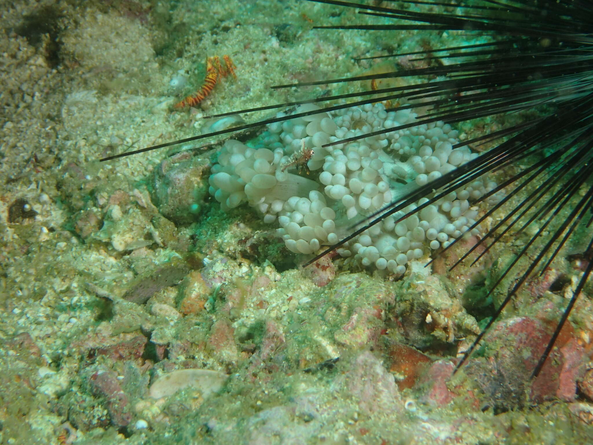 Image of Black leopard wrasse