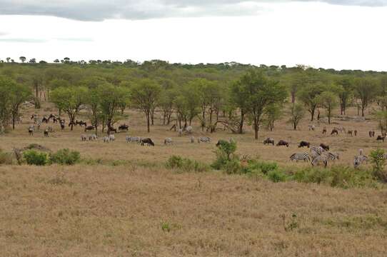 Image of Western white-bearded Wildebeest