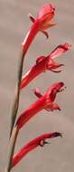 Imagem de Gladiolus quadrangularis (Burm. fil.) Aiton