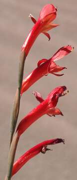 Image of Gladiolus quadrangularis (Burm. fil.) Aiton