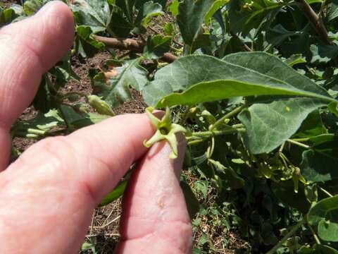 Image of Texas milkvine