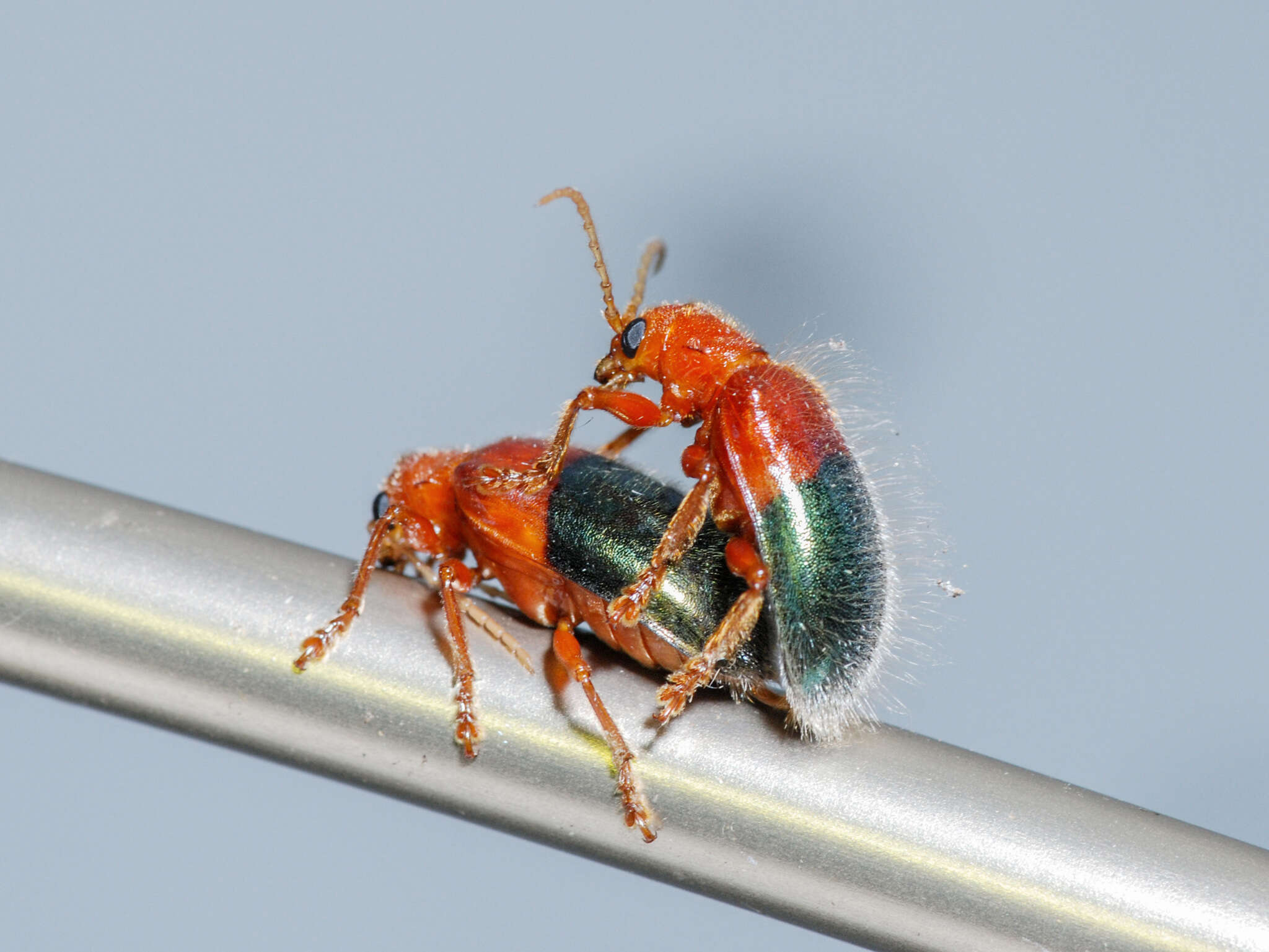 Image of Goniopleura auricoma