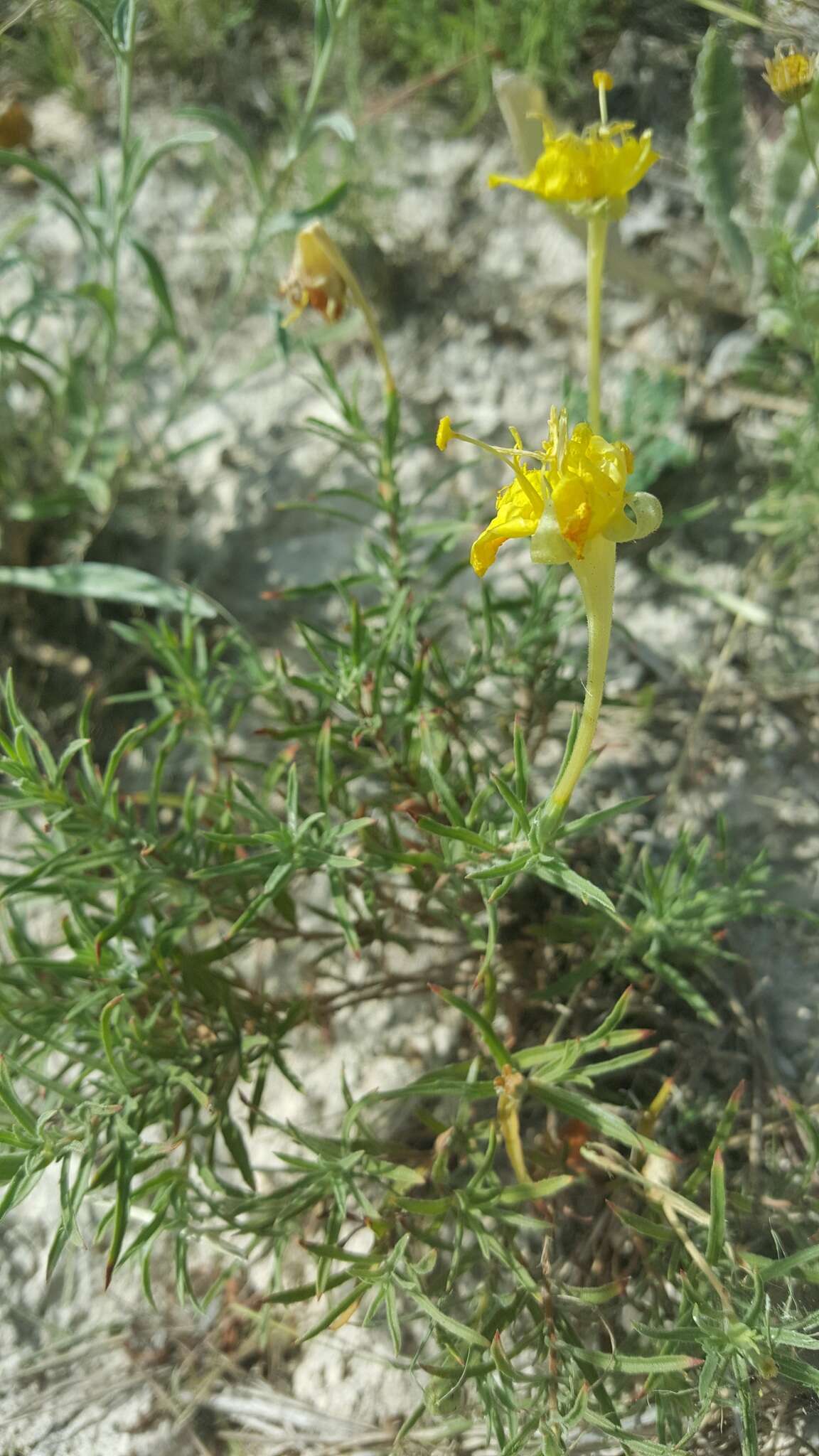 Imagem de Oenothera hartwegii Benth.