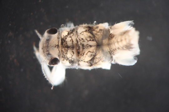 Image of <i>Tricorythodes</i>