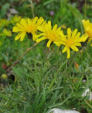 Image of Crepis jacquinii Tausch