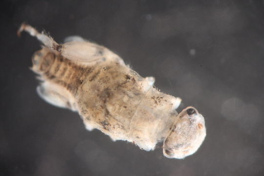Image of <i>Tricorythodes</i>