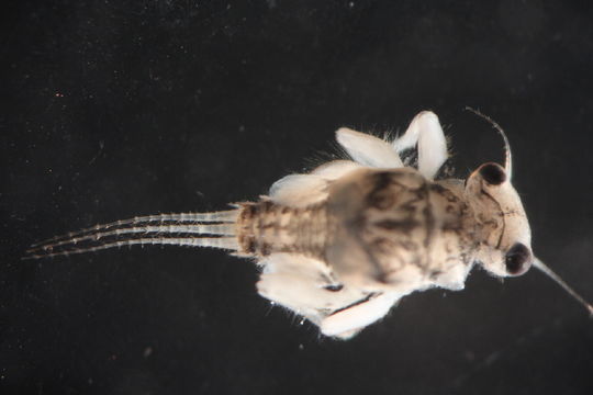 Image of <i>Tricorythodes</i>