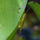 Image of Cornops aquaticum (Bruner & L. 1906)