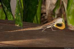 Image of Striped Anole