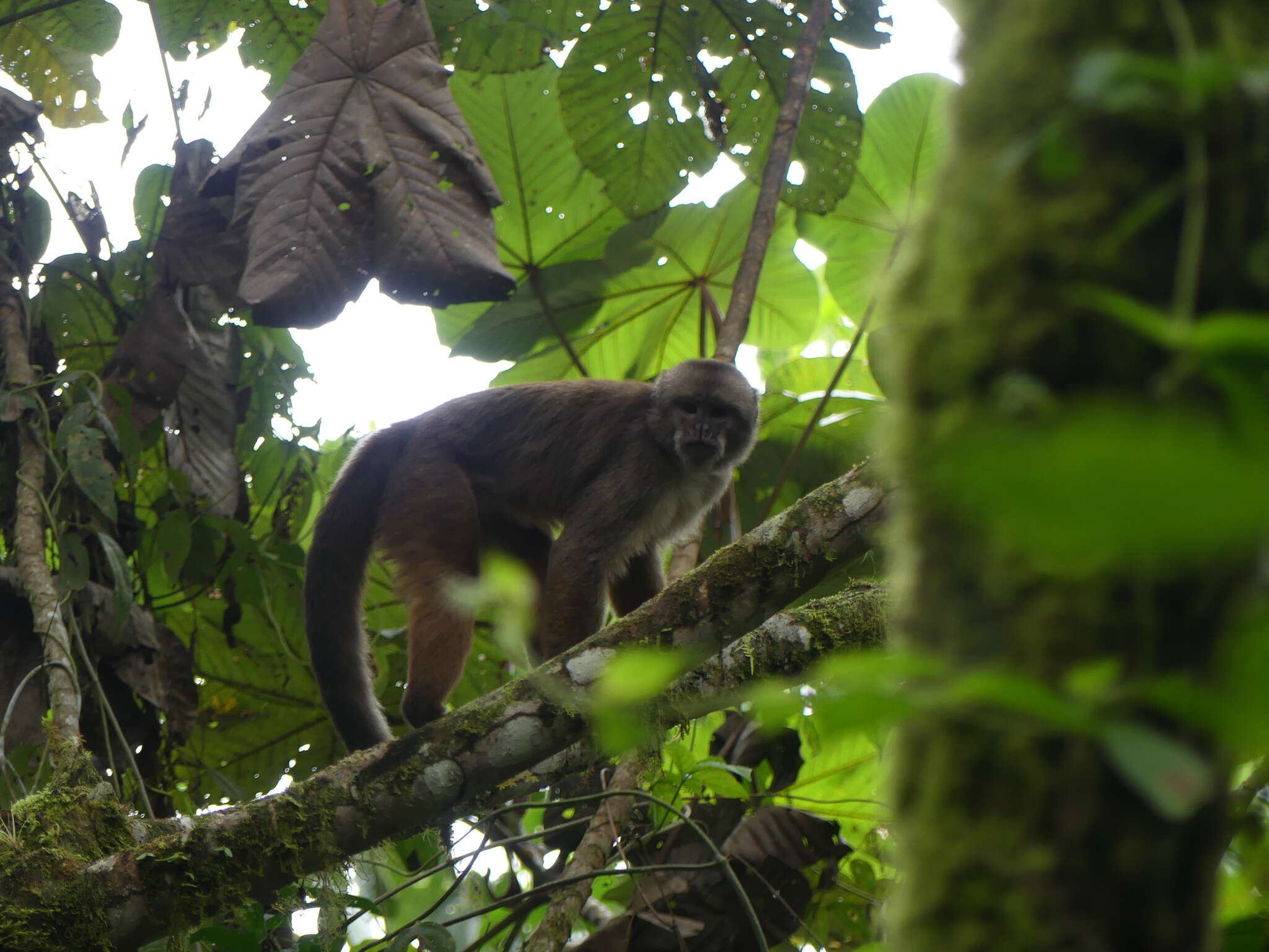 Image of Ecuadorian capuchin