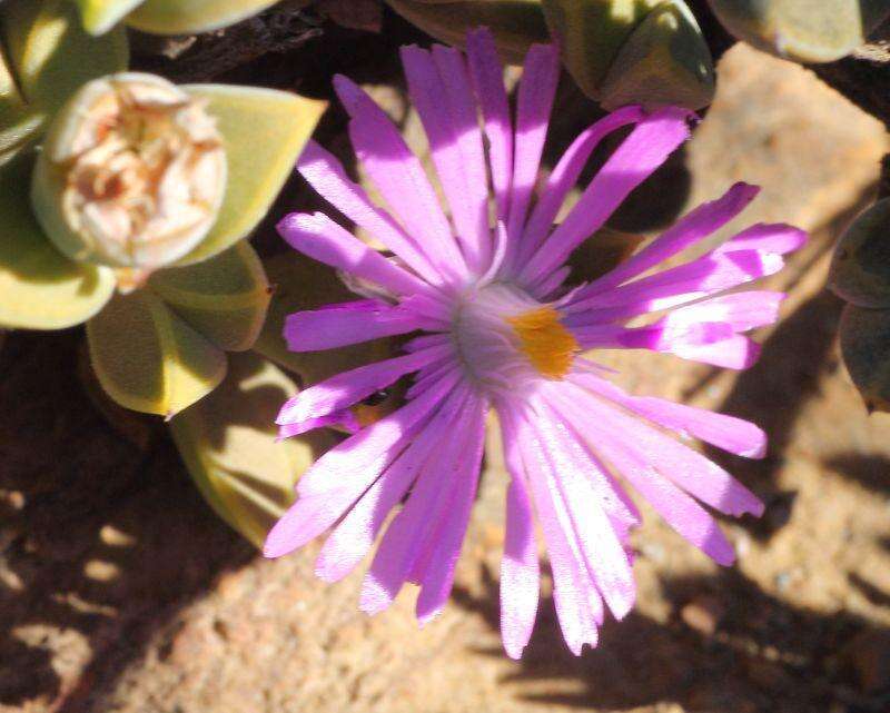 Image of Braunsia apiculata (Kensit) L. Bol.