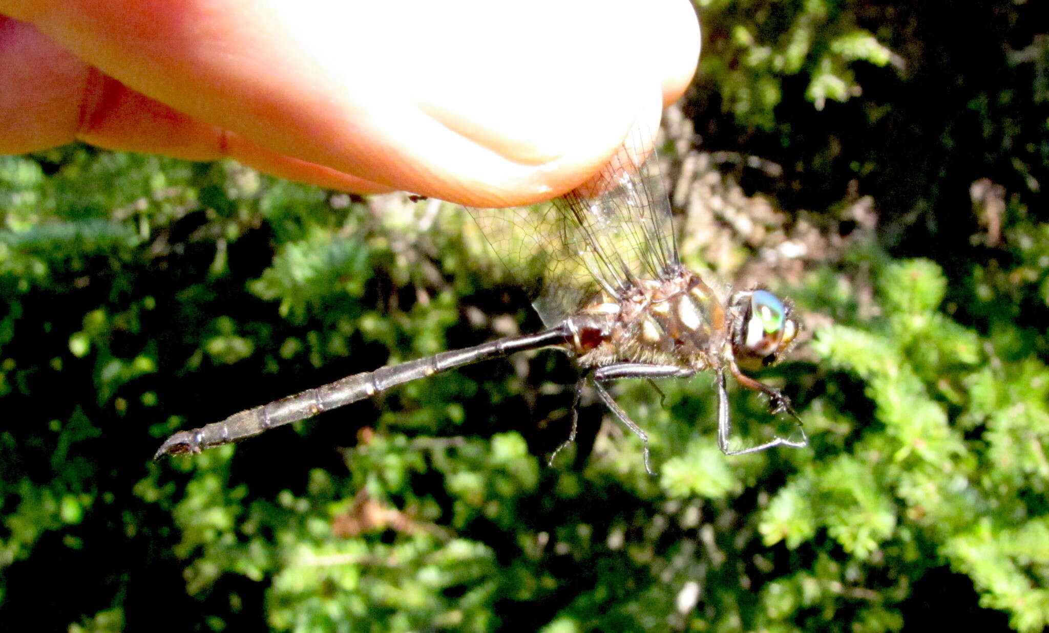 Image of Forcipate Emerald