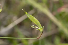 Imagem de Lathyrus annuus L.