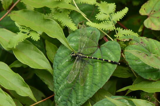 Sivun Microgomphus souteri Fraser 1924 kuva