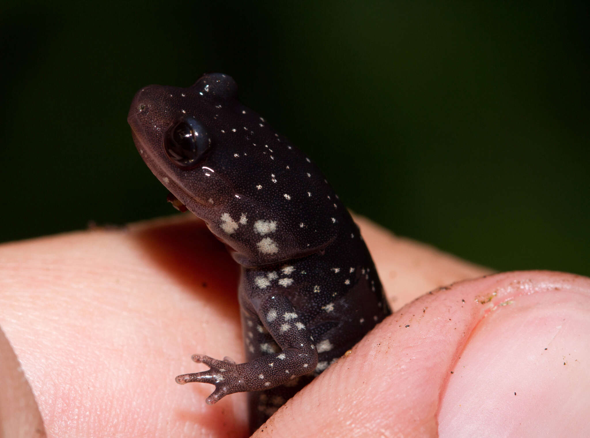 Image of Western Slimy Salamander