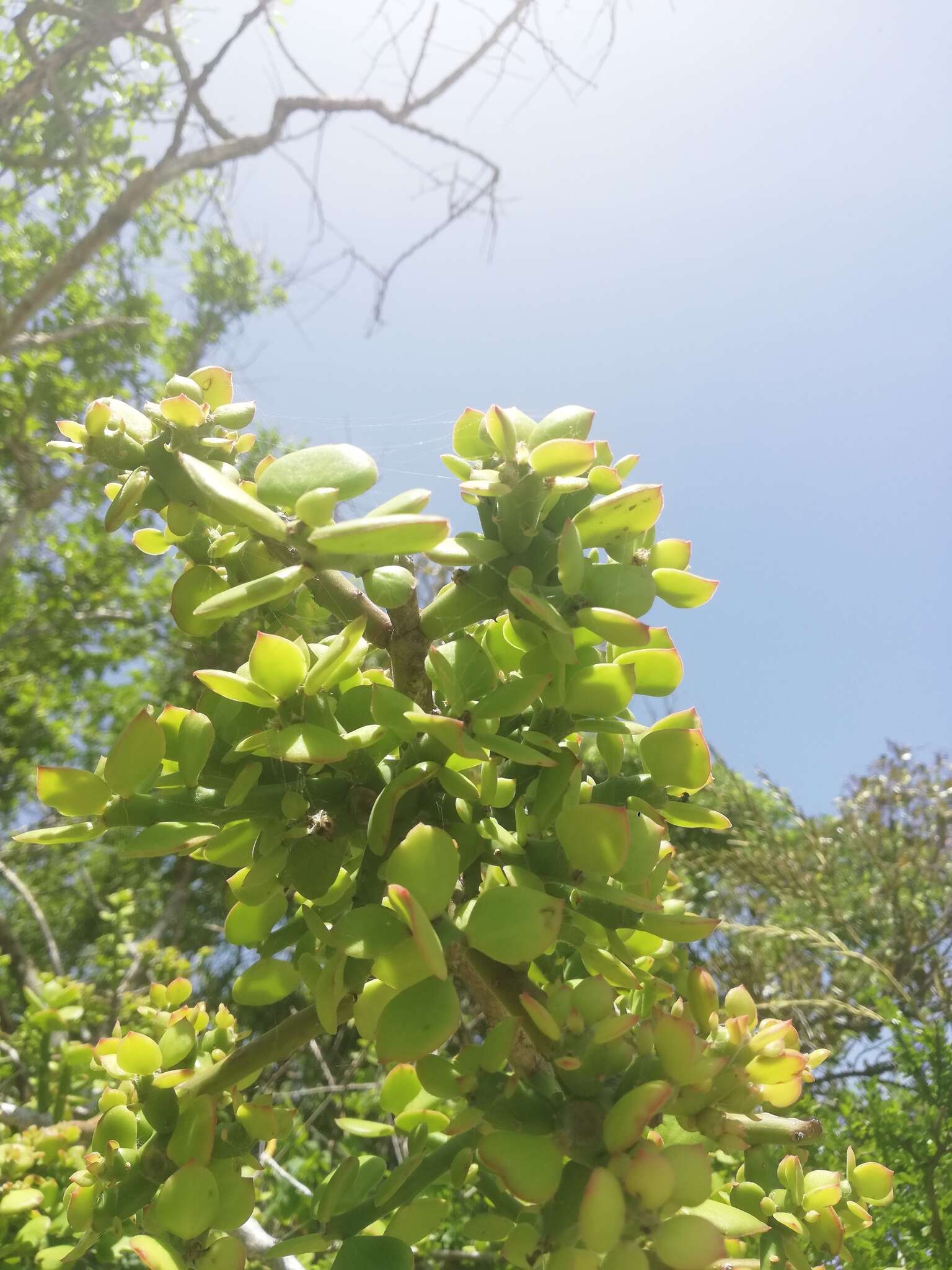 Image of Pereskiopsis rotundifolia (DC.) Britton & Rose