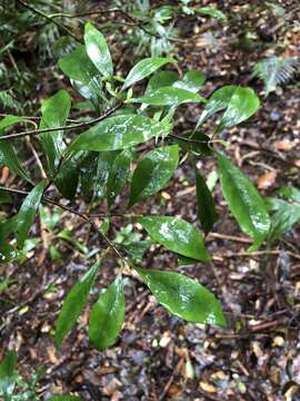 Image of Psychotria simmondsiana F. M. Bailey