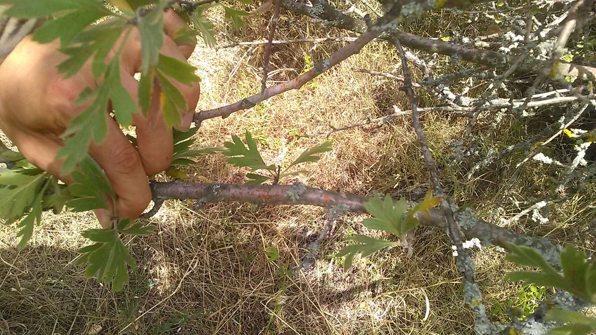 Image of Crataegus orientalis Pall. ex Bieb.