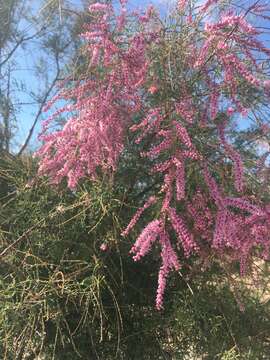 Image de Tamarix chinensis Lour.