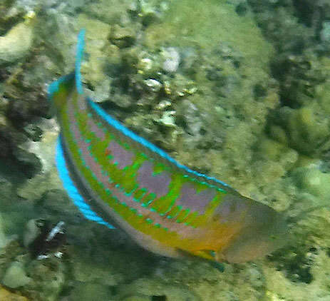 Image of Christmas wrasse