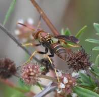 Image of Polistes dorsalis dorsalis