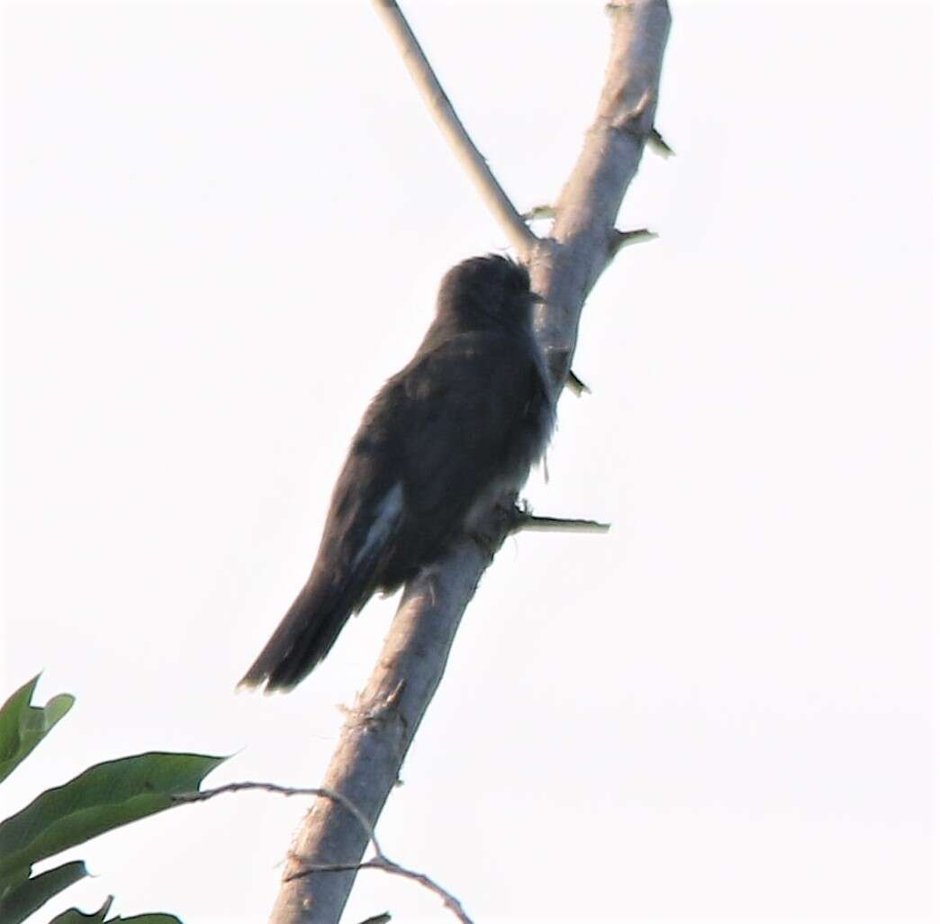 Image of Grey-bellied Cuckoo