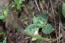 Image of Goodyera schlechtendaliana Rchb. fil.