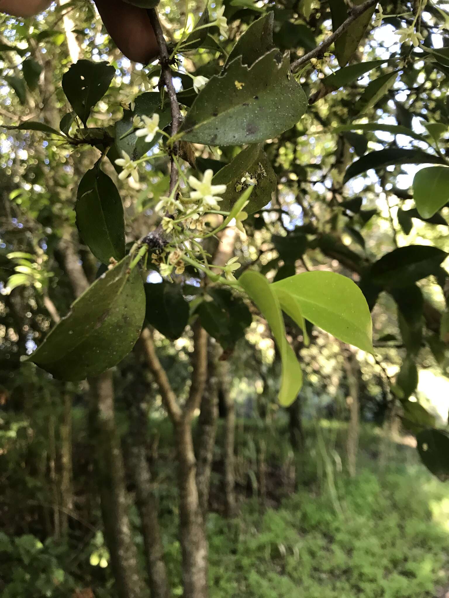 Plancia ëd Gymnosporia cassinoides (L'Hér.) Masf.