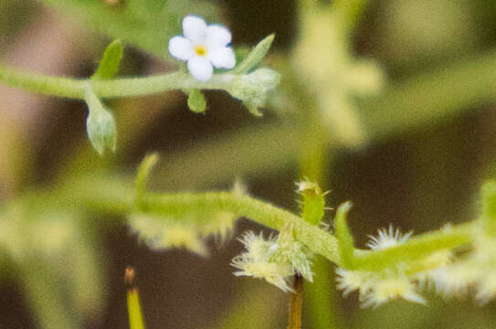 Image of sagebrush combseed