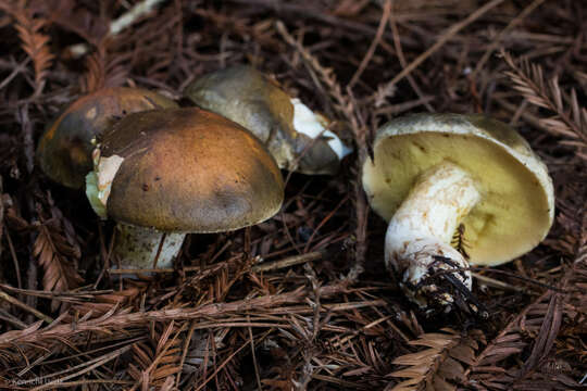 Image of Suillus pungens Thiers & A. H. Sm. 1964