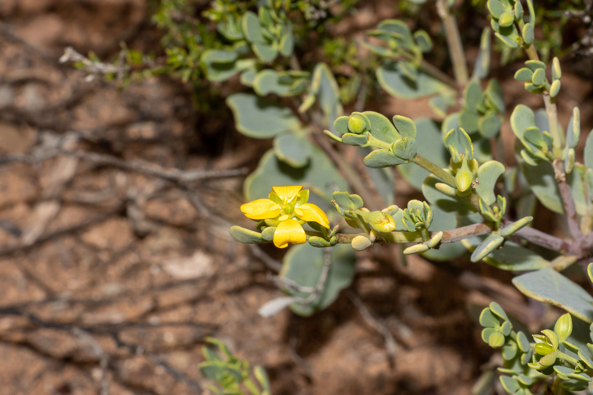 صورة Roepera glauca (F. Müll.) Beier & Thulin