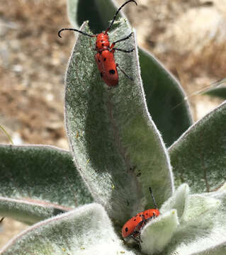 Image of Red-femured Milkweed Borer