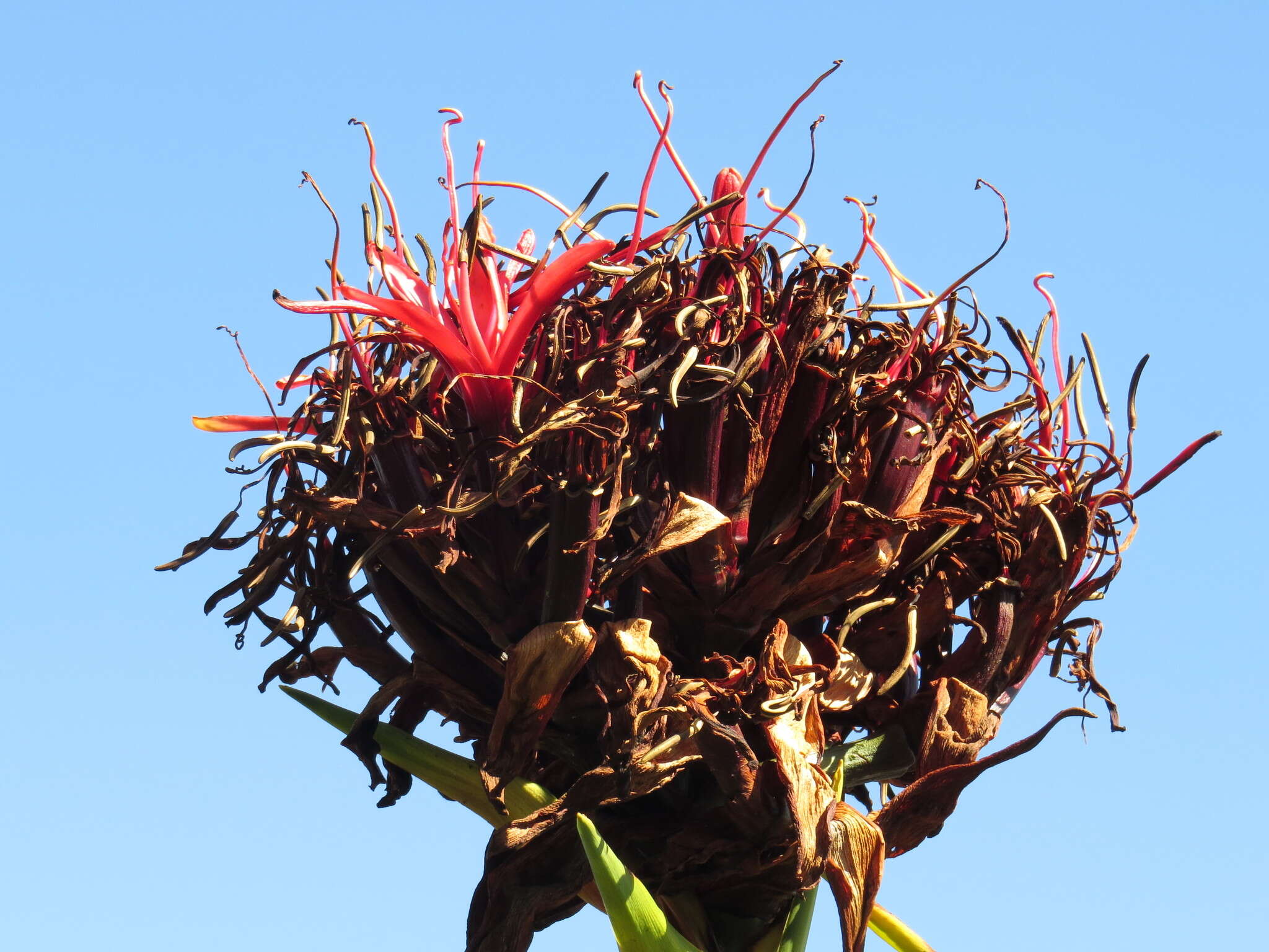 Doryanthes excelsa Corrêa resmi