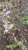 Image of aspen fleabane