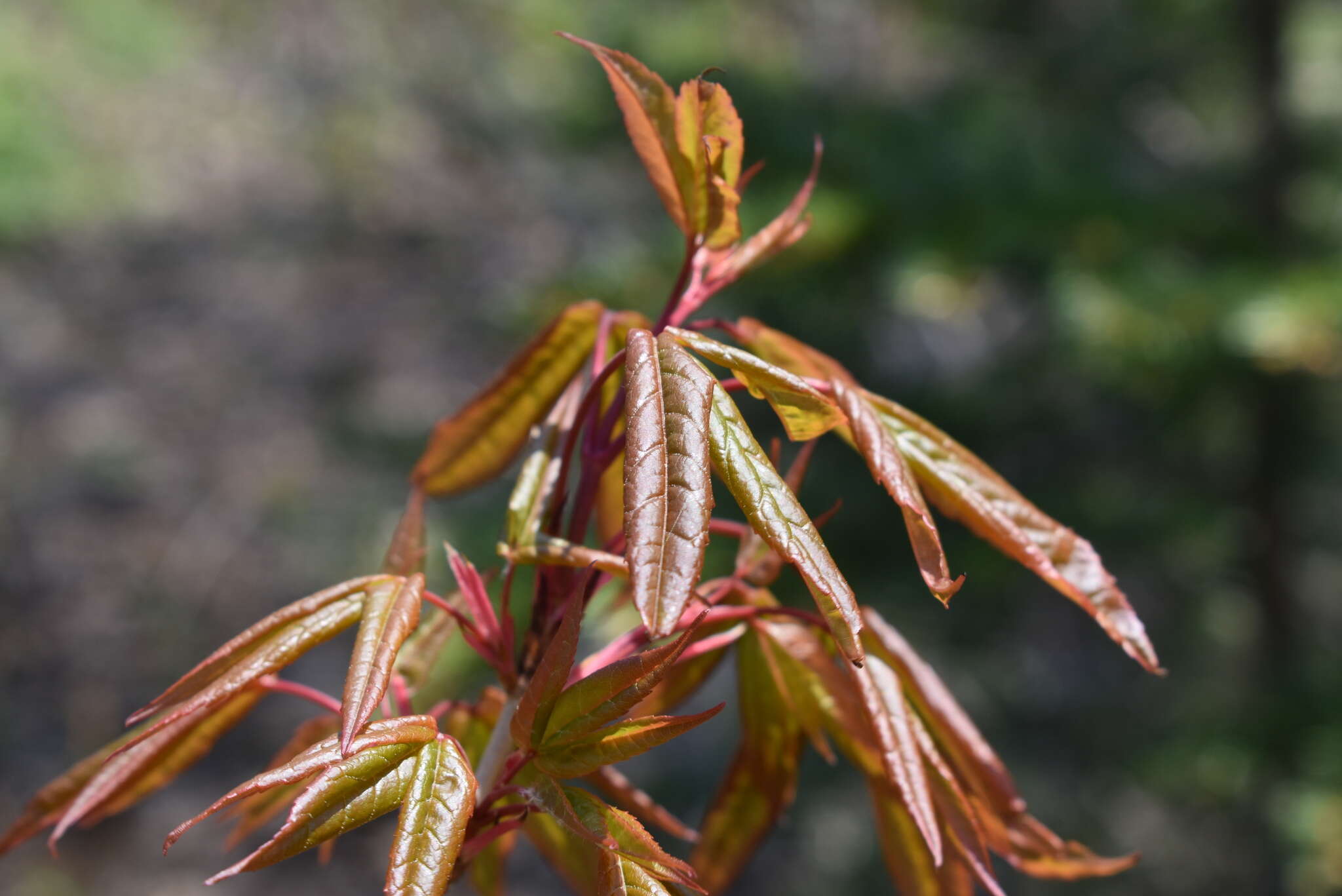 Plancia ëd Acer mandshuricum Maxim.