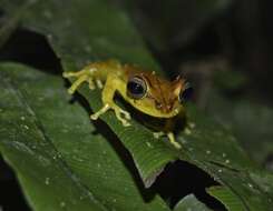 Image of Gunther's Banded Treefrog