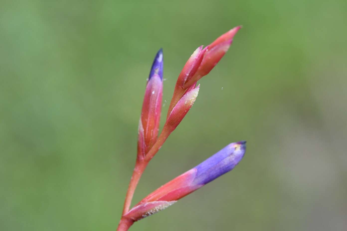 Image of Tillandsia fuchsii W. Till