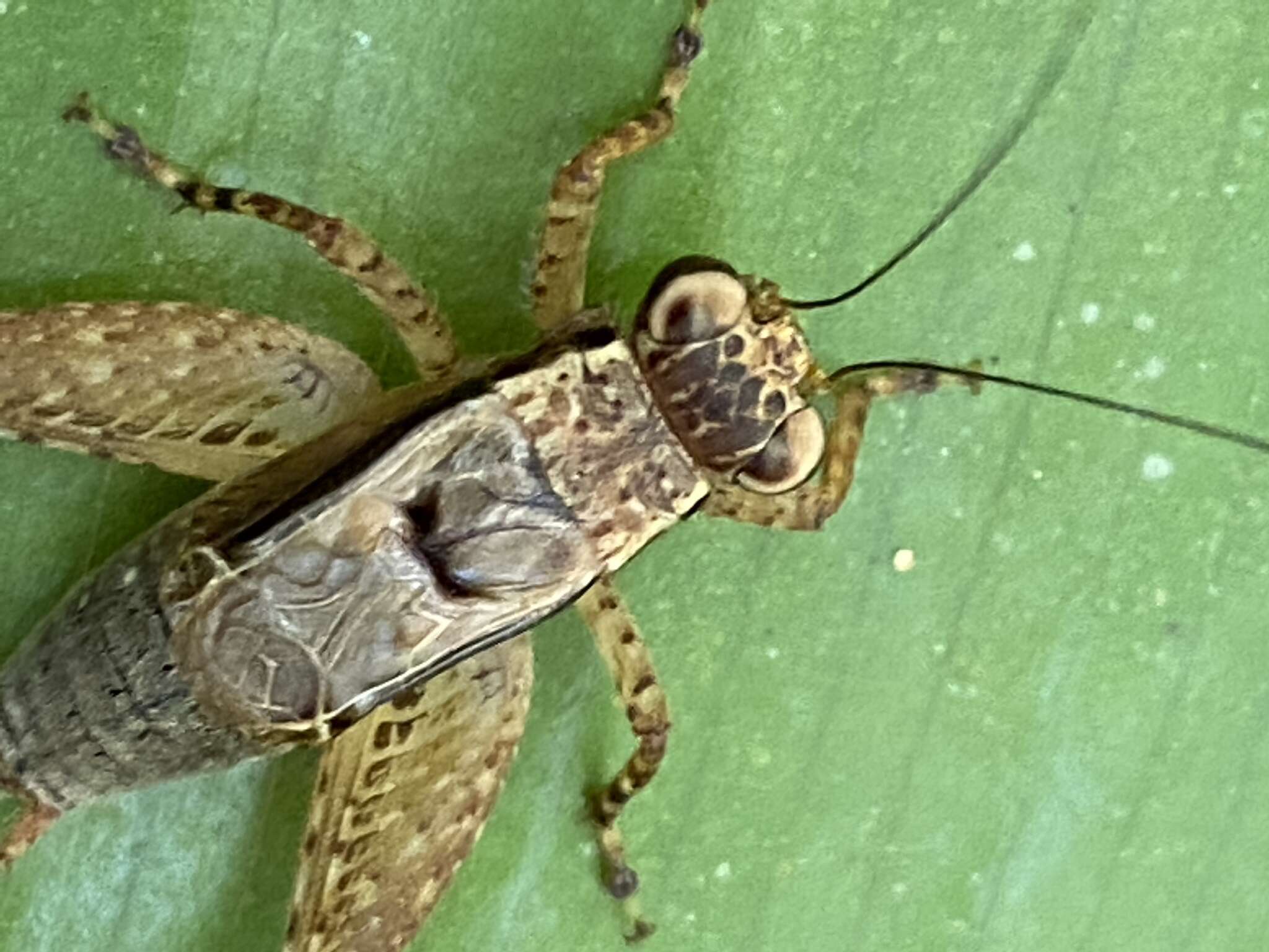 Ligypterus linharensis Robillard 2005 resmi