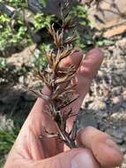 Oenothera argillicola Mackenzie的圖片