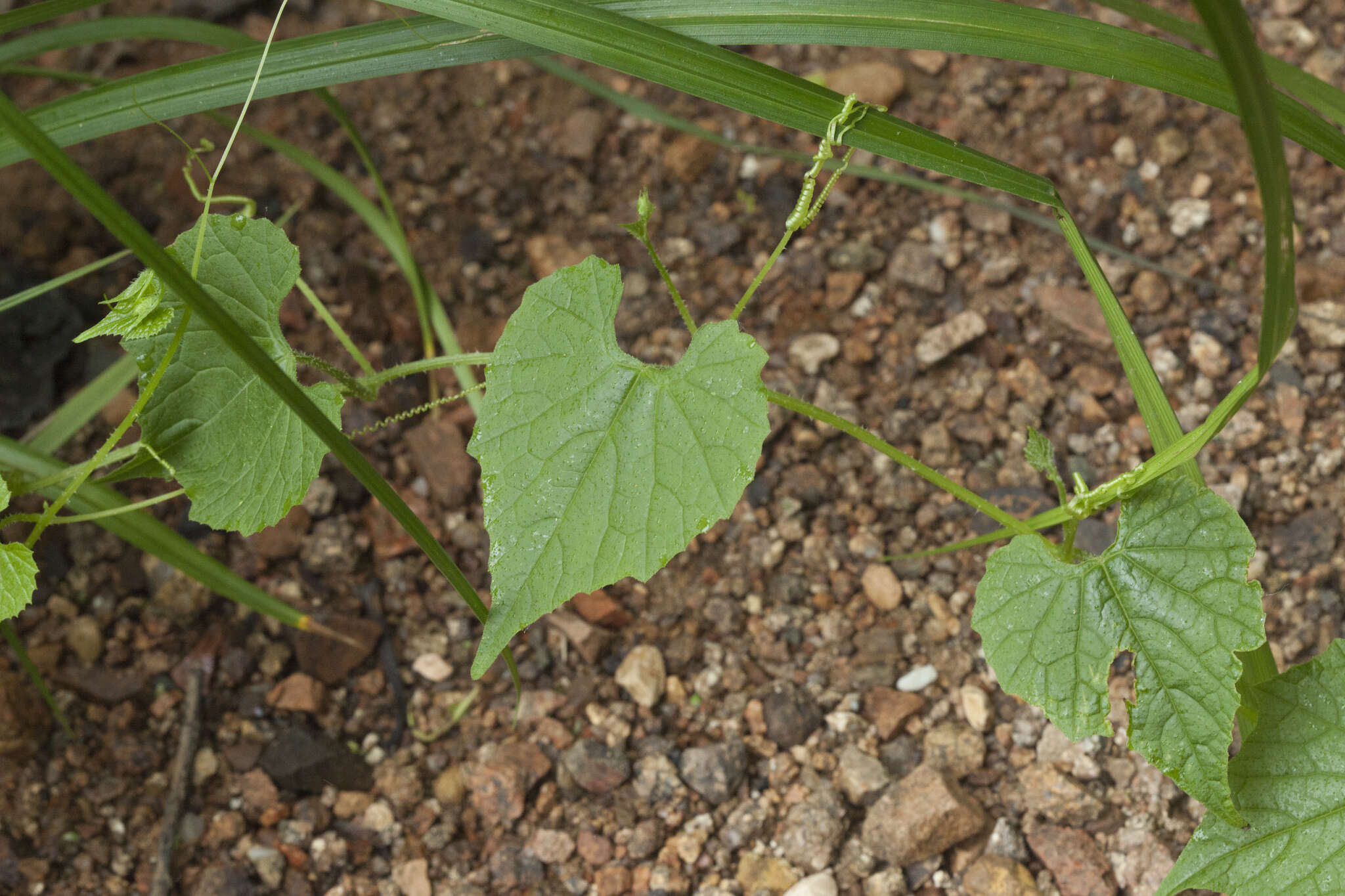 Sivun Schizopepon bryoniifolius Maxim. kuva