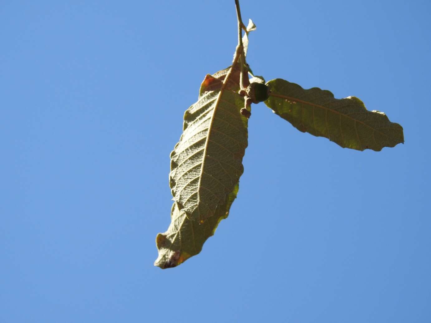 صورة Quercus peduncularis Née