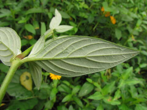 Image of Gomphrena elegans C. Mart.