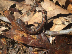 Image of Ozark Zigzag Salamander