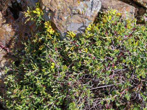 Image of Anthyllis hermanniae subsp. corsica