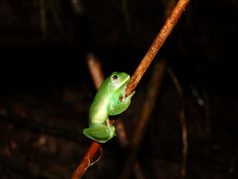 Image of Condor Glassfrog