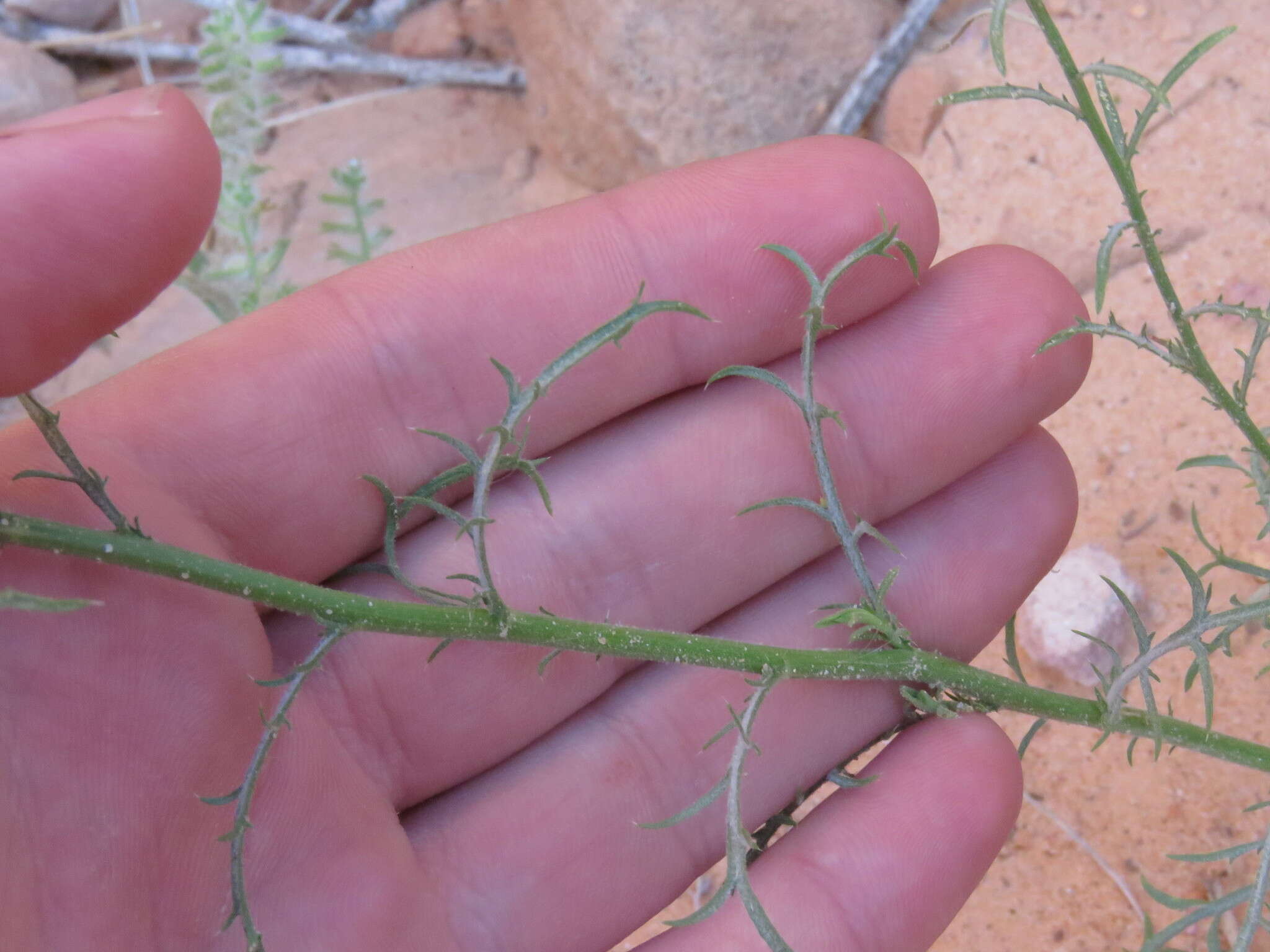 Imagem de Xanthisma spinulosum var. gooddingii (A. Nels.) D. R. Morgan & R. L. Hartman